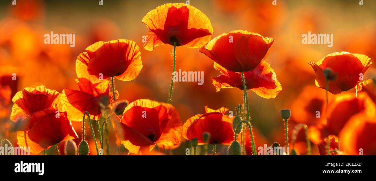 Detailed, high resolution panorama of flowering red poppies Stock Photo