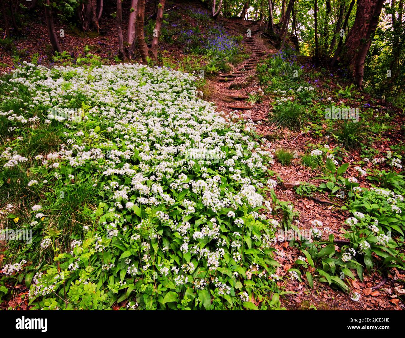 An array of wild garlic next to an ascending footpath, with a small cluster of distant bluebells, in natural woodland Stock Photo