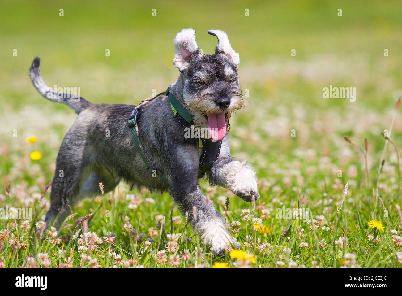 Kidderminster, UK. 12th June. 2022. UK weather: with lovely, warm temperatures and sunny conditions, today is a perfect day to play in the park. This young Schnauzer dog is having so much fun as he races through the clover in a country park. Credit: Lee Hudson/Alamy Live News Stock Photo
