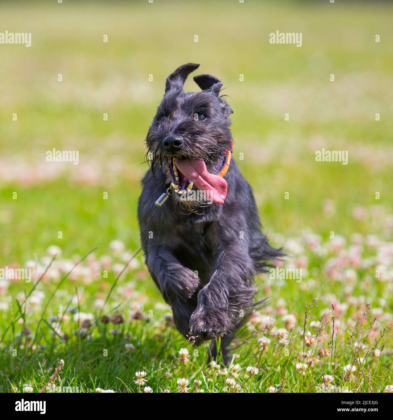 Kidderminster, UK. 12th June. 2022. UK weather: with lovely warm temperatures and sunny conditions, today is a perfect day to play in the park. A happy pet Schnauzer dog is running through the clover flowers in a country park. Credit: Lee Hudson/Alamy Live News Stock Photo