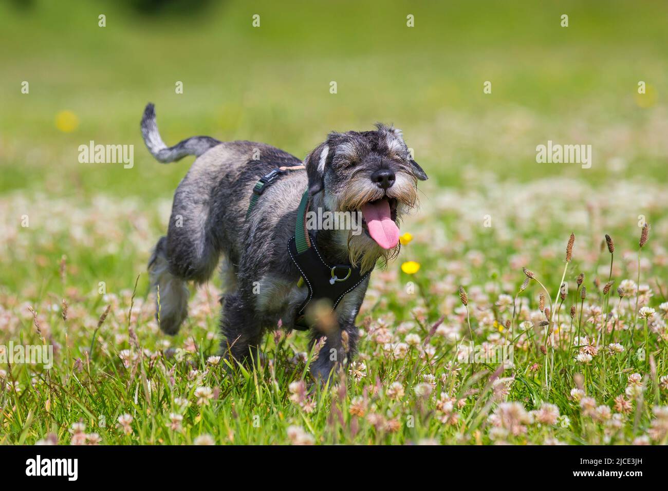 Kidderminster, UK. 12th June. 2022. UK weather: with lovely, warm temperatures and sunny conditions, today is a perfect day to play in the park. This young Schnauzer dog is having so much fun as he races through the clover flowers, tongue hanging out, in a country park. Credit: Lee Hudson/Alamy Live News Stock Photo