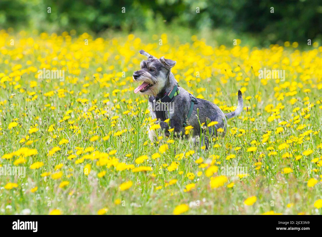Kidderminster, UK. 12th June. 2022. UK weather: with lovely, warm temperatures and sunny conditions, today is a perfect day to play in the park. This young, pet Schnauzer dog is having so much fun as he races through the dandelions in a country park. Credit: Lee Hudson/Alamy Live News Stock Photo