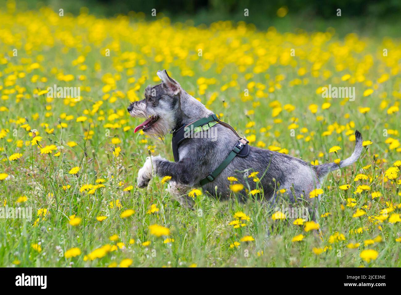 Kidderminster, UK. 12th June. 2022. UK weather: with lovely, warm temperatures and sunny conditions, today is a perfect day to play in the park. This young, pet Schnauzer dog is having so much fun as he races through the dandelion flowers in a country park. Credit: Lee Hudson/Alamy Live News Stock Photo