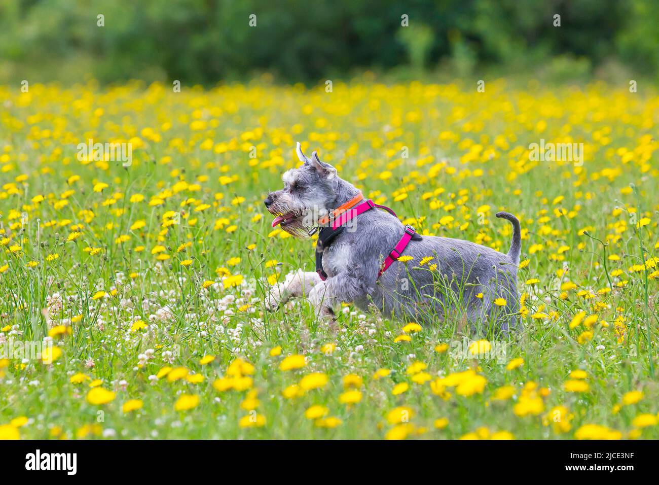 Kidderminster, UK. 12th June. 2022. UK weather: with lovely, warm temperatures and sunny conditions, today is a perfect day to play in the park. This happy pet Schnauzer dog is running through the dandelions in a country park field. Credit: Lee Hudson/Alamy Live News Stock Photo
