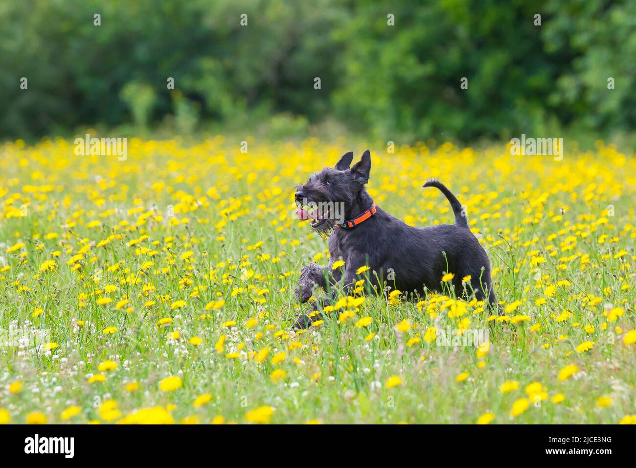 Kidderminster, UK. 12th June. 2022. UK weather: with lovely, warm temperatures and sunny conditions, today is a perfect day to play in the park. This pet Schnauzer dog races through the dandelions in a country park. Credit: Lee Hudson/Alamy Live News Stock Photo