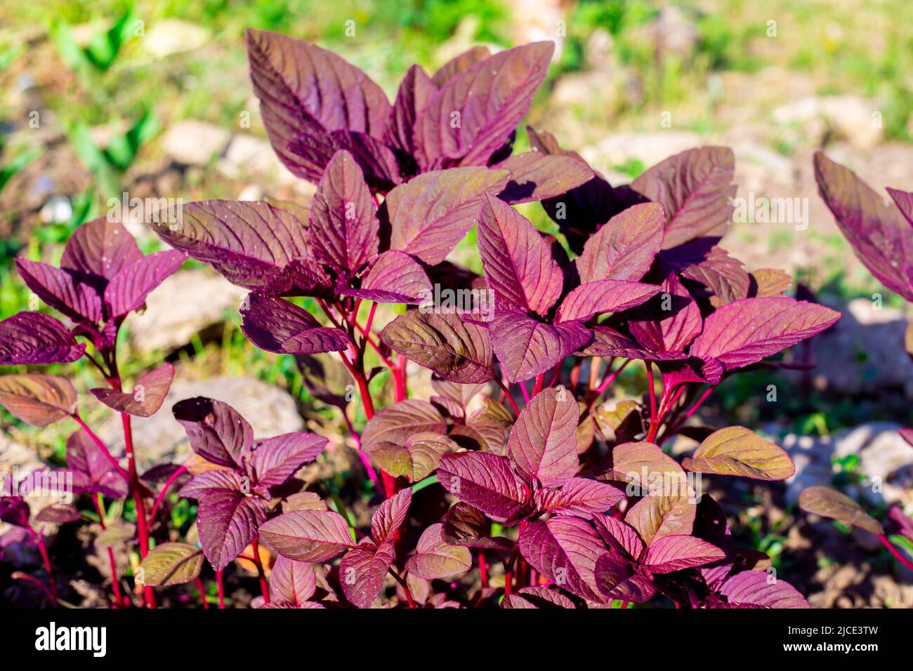 Beautiful purple flowers of vegetable amaranth grow in the garden. Stock Photo