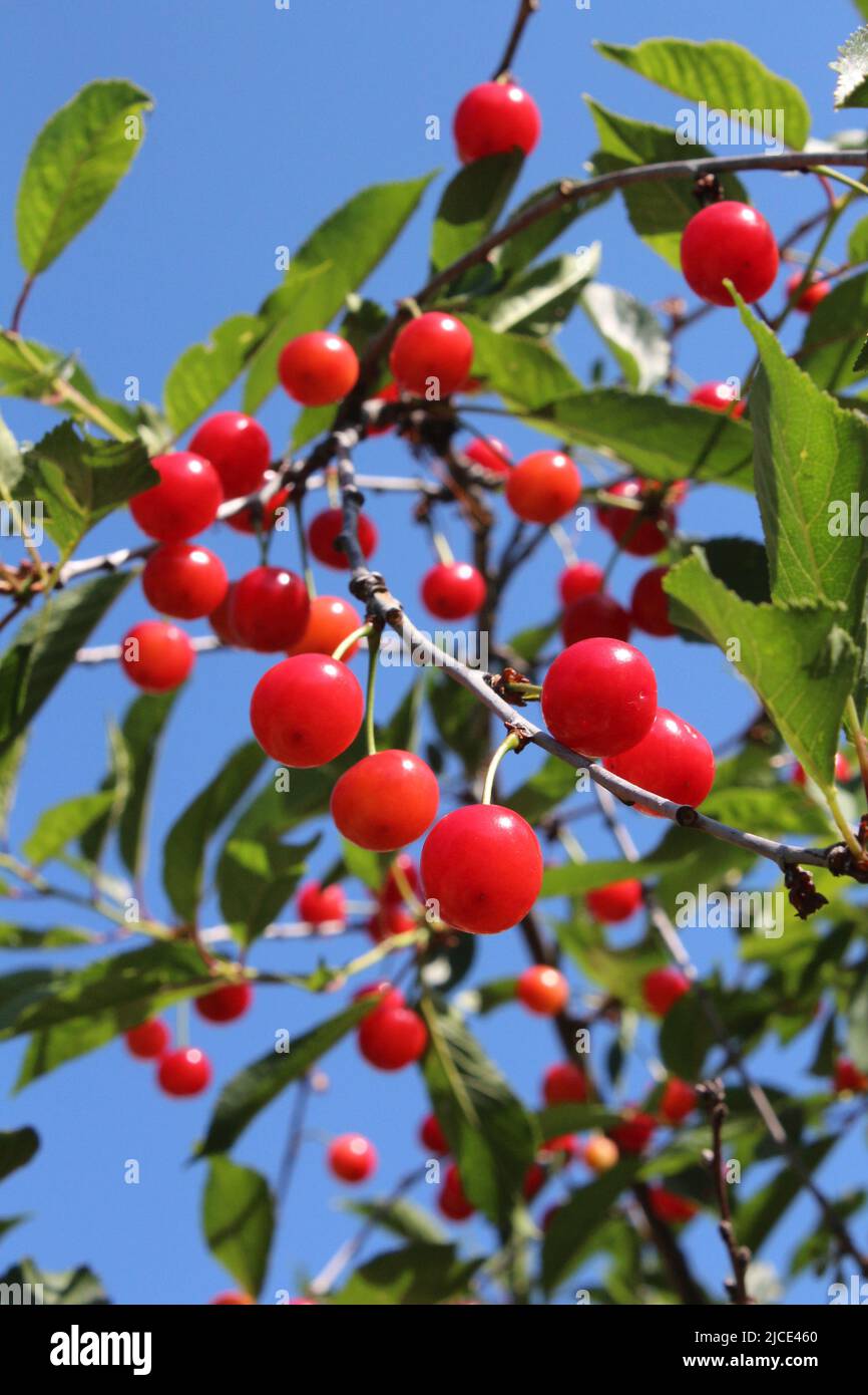 Dwarf cherry fruits, Italian taste and flavor Stock Photo Alamy