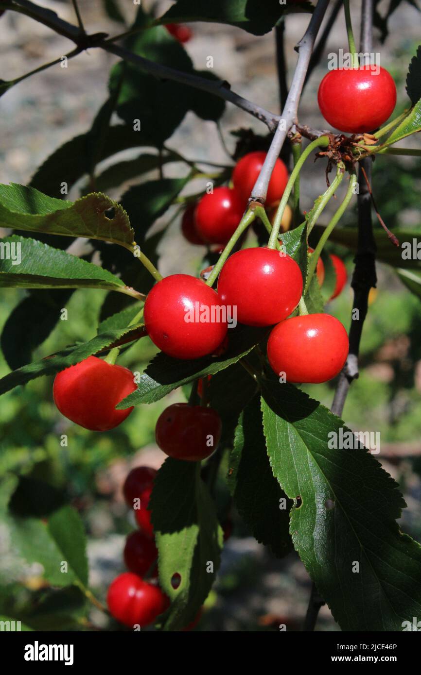 Dwarf cherry fruits, Italian taste and flavor Stock Photo Alamy