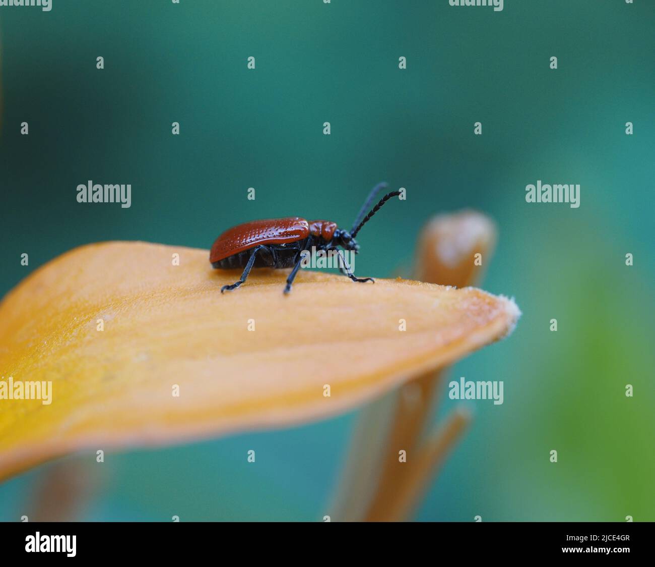 Lilioceris lilii, also known as Lily Leaf Beetle Stock Photo Alamy