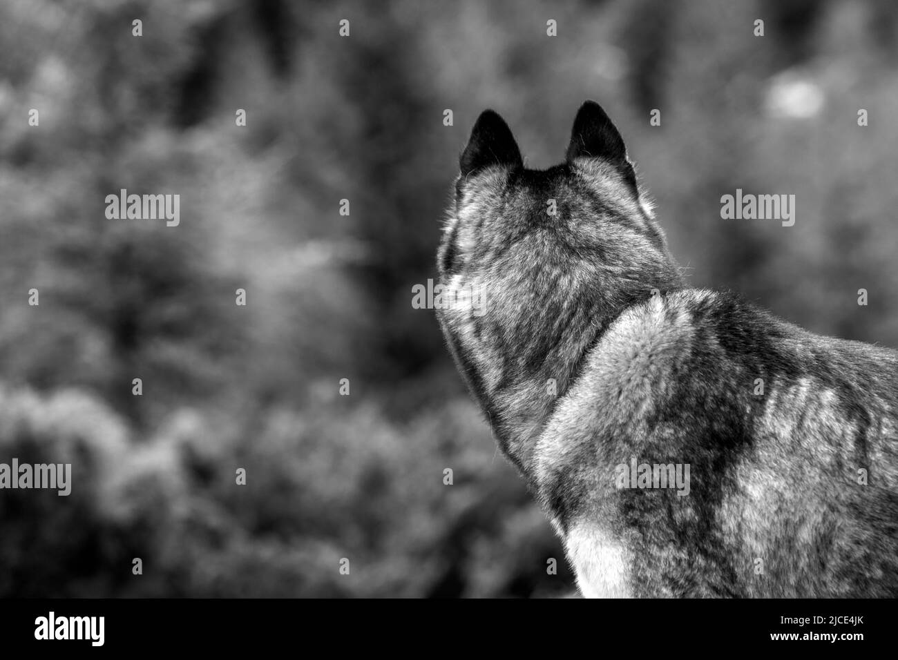 Closeup black and white back head of young gray and white Siberian