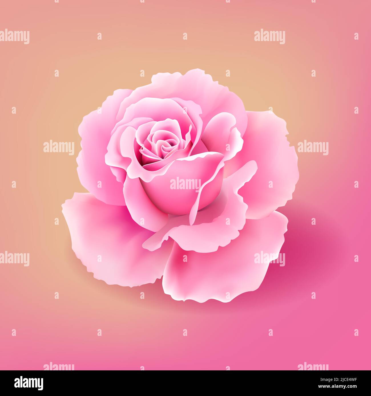 Beautiful realistic open pink rose blossom Vector illustration Stock Vector