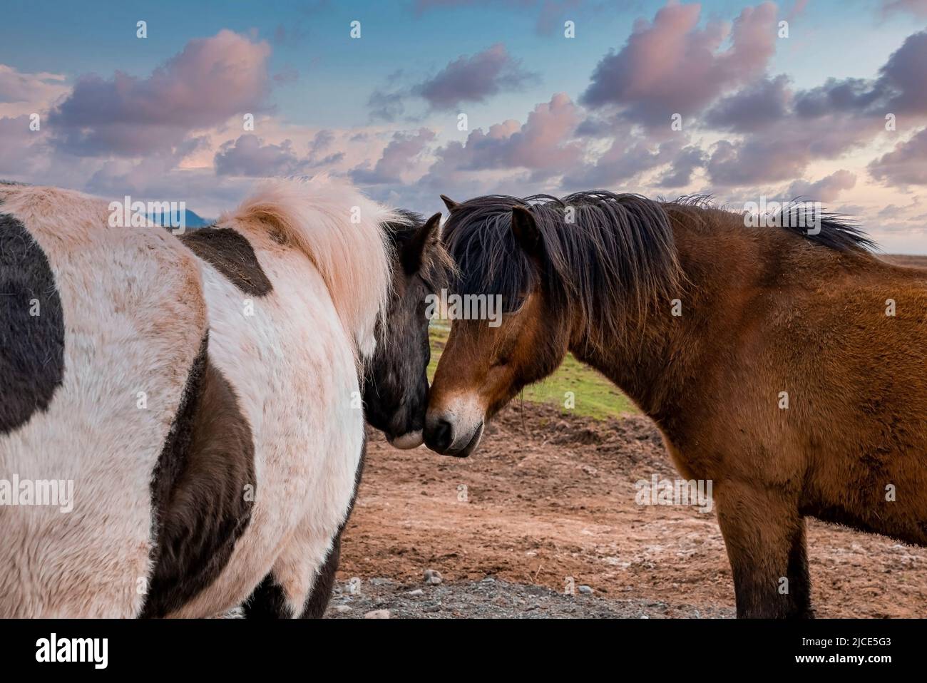 Brown and white Icelandic horses standing on field against sky at sunset Stock Photo