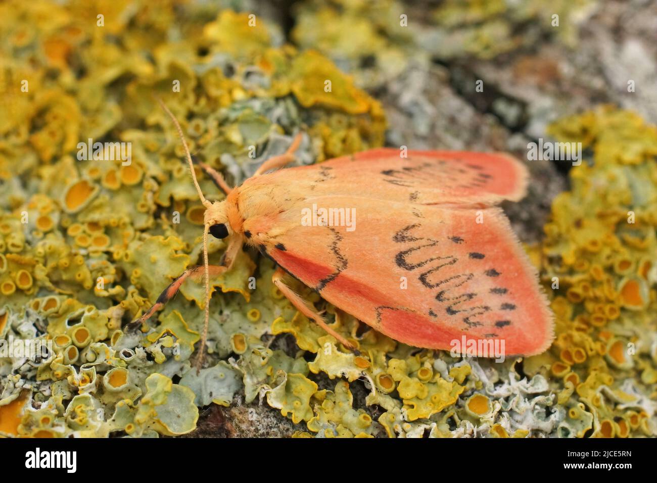 Detailed closeup on the colorful pink Rosy Footman, Miltochrista miniata sitting on a lichen covered wood Stock Photo