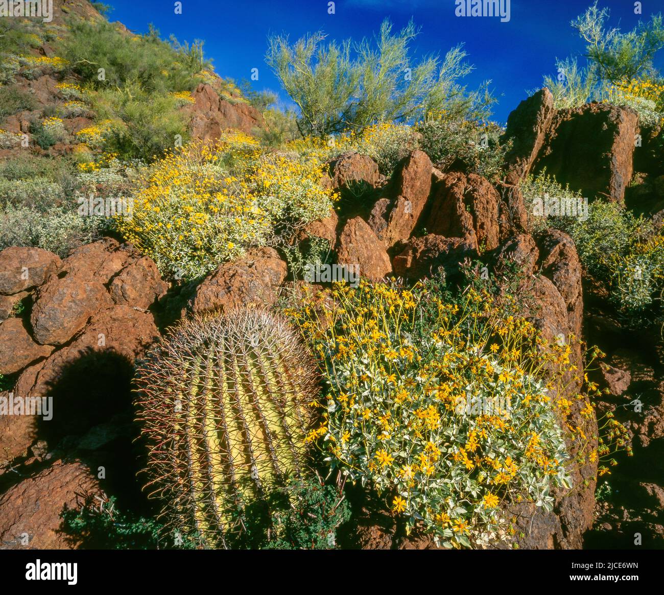 Brittlebush, Organ Pipe Cactus National Monument, Arizona Stock Photo