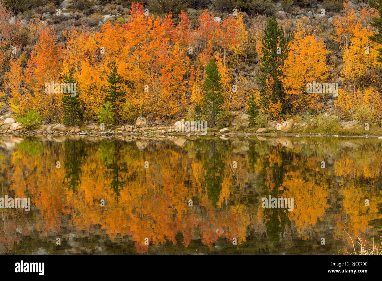 Aspen,Populus Tremula, North Lake, Bishop Creek National Recreation Area, Inyo National Forest, Eastern Sierra, California Stock Photo