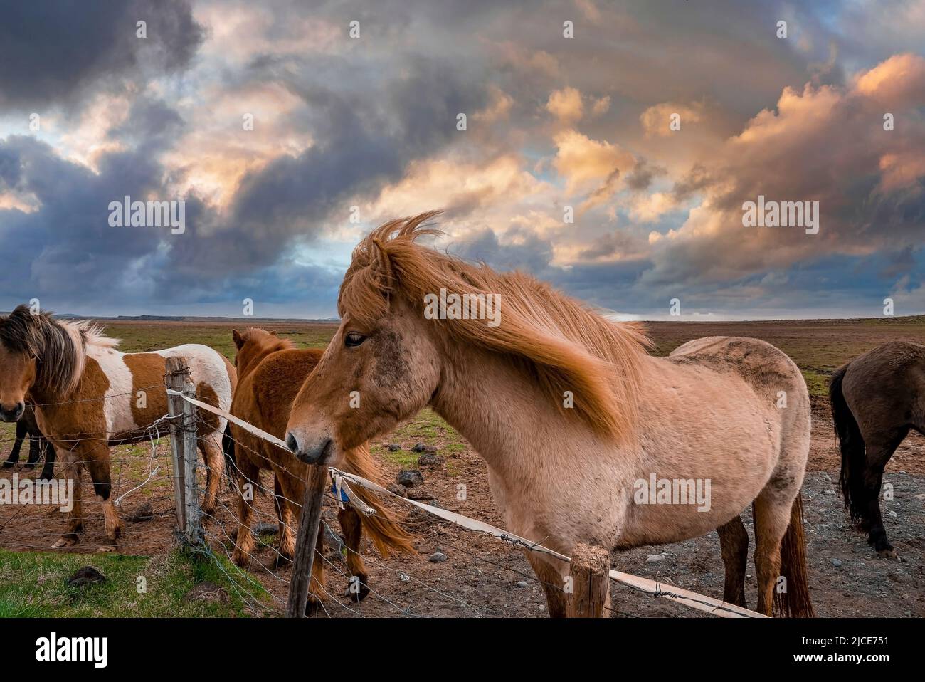 Icelandic horses standing near fence on field against cloudy sky during sunset Stock Photo