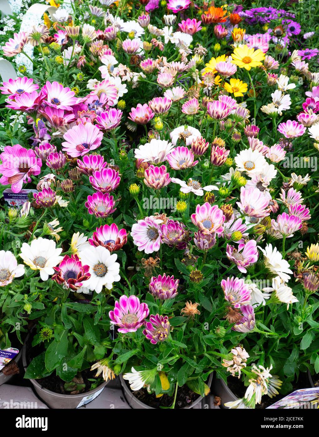 Garden centre display of Osteospermum flower plants in early summer