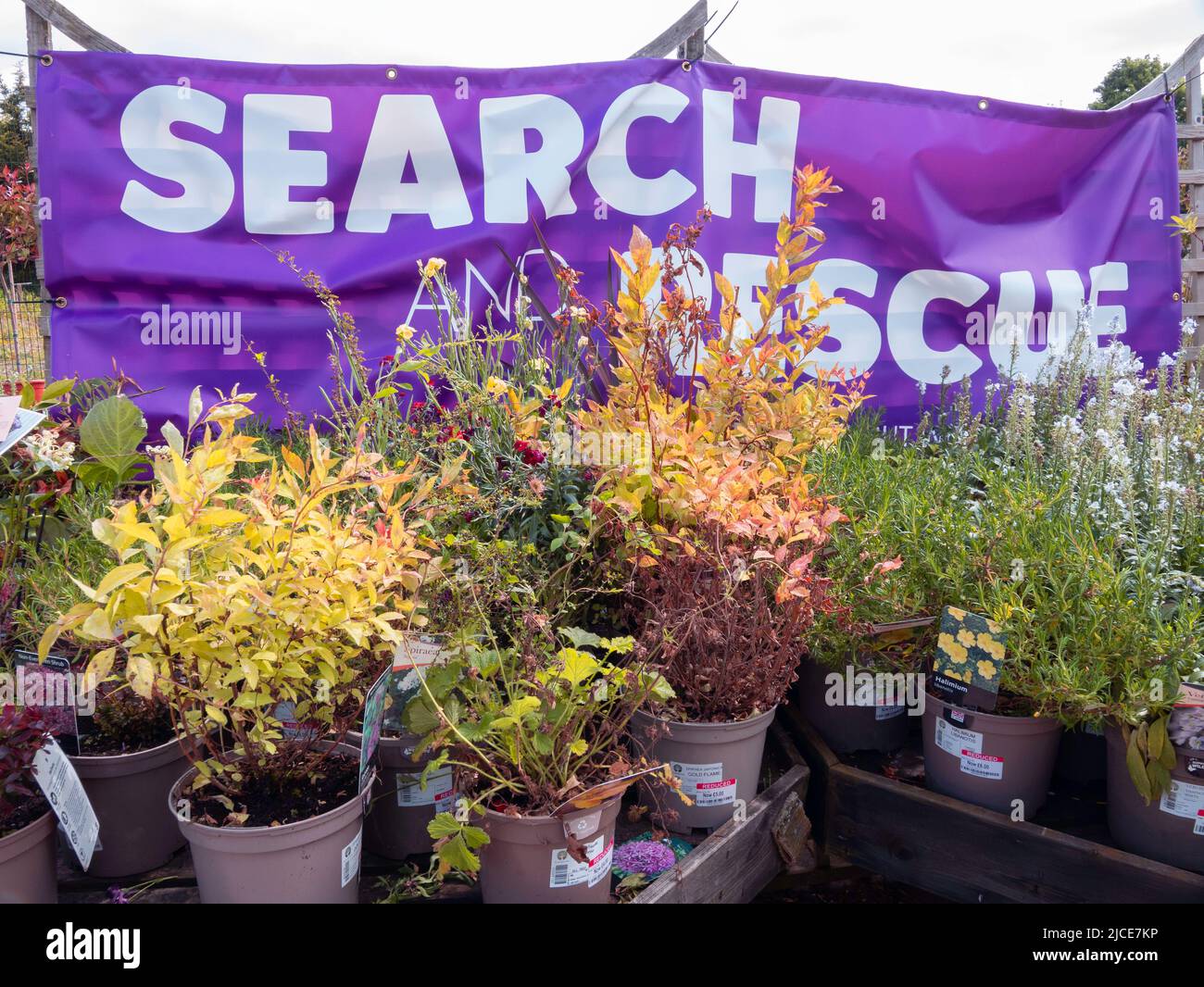 Search and Rescue plants for sale in a garden centre in summer, damaged plants sold at reduced prices Stock Photo