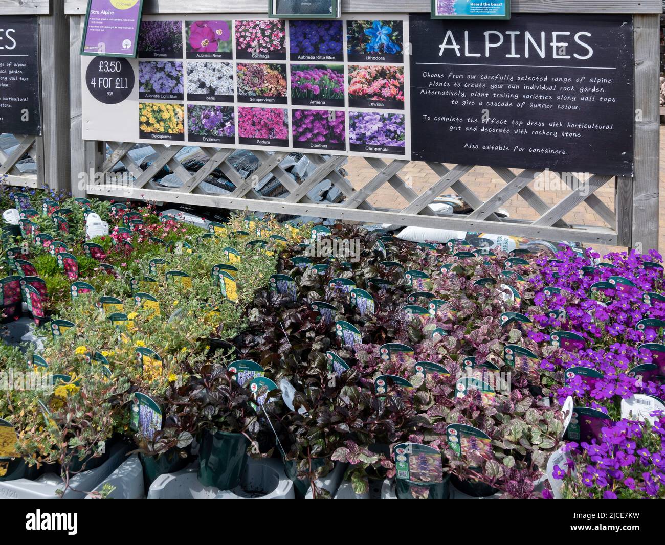 Alpine plants for sale in a garden centre in spring Stock Photo