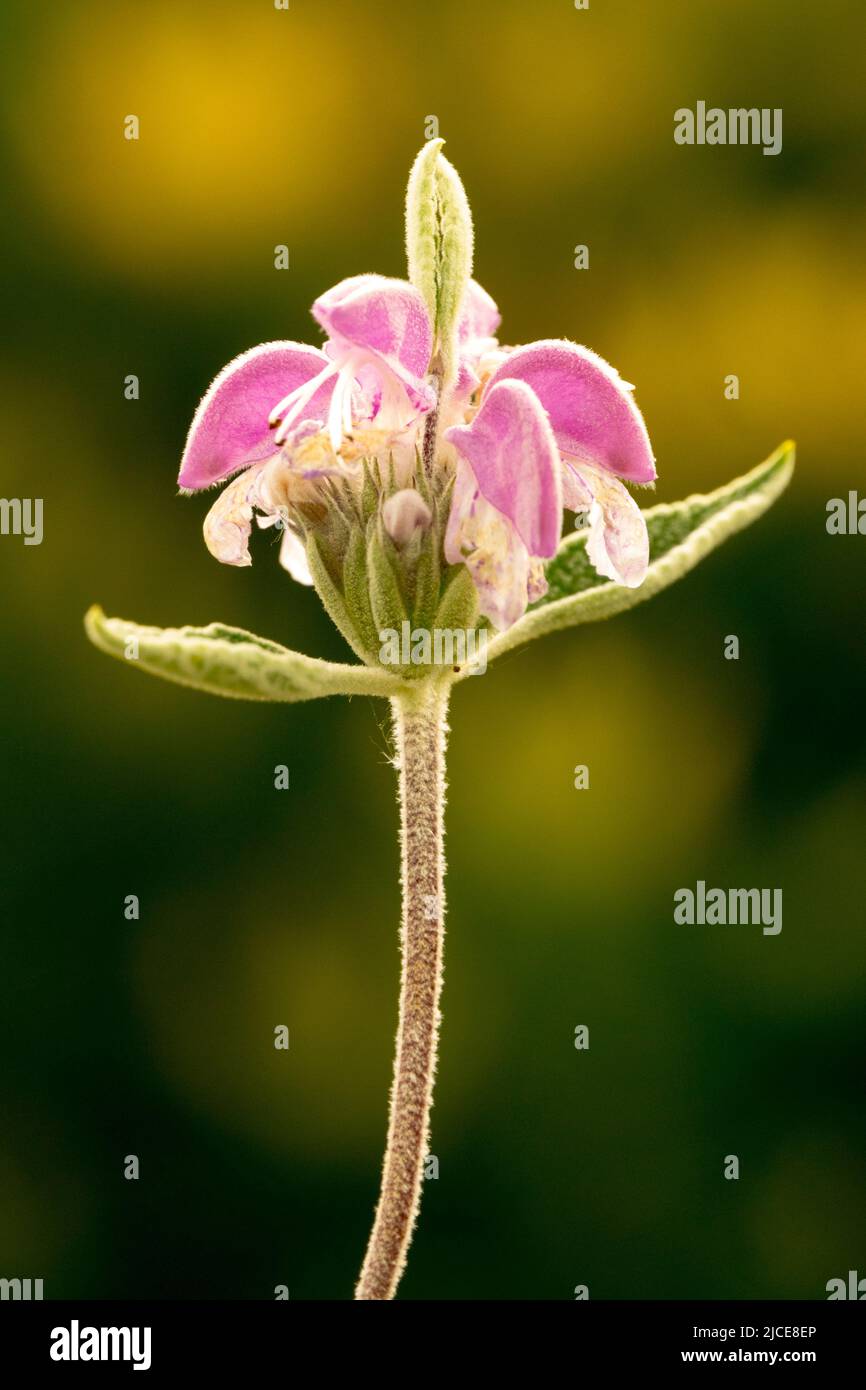 Phlomis purpurea, Purple Sage, Close up, Flower, Portrait, Pink, Bloom unique flower Stock Photo