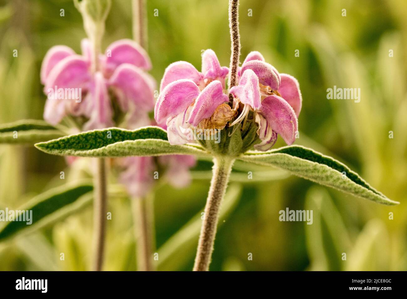 Purple, Jerusalem Sage, June, Sage, Close up, Beautiful, Bloom, Phlomis purpurea detail of the flower Stock Photo