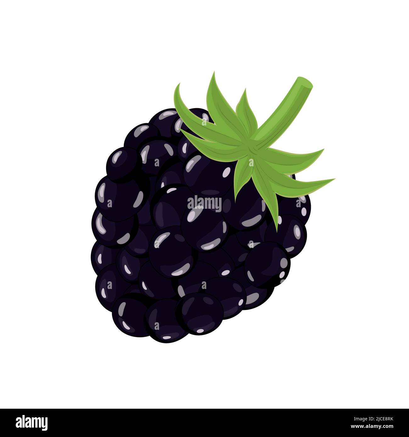 Fresh blackberry, vector illustration isolated on white background in