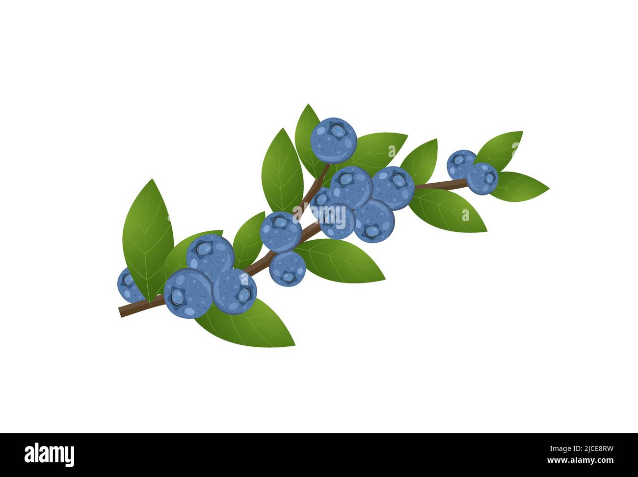 Fresh blueberries on branch with leaves, flat style vector illustration
