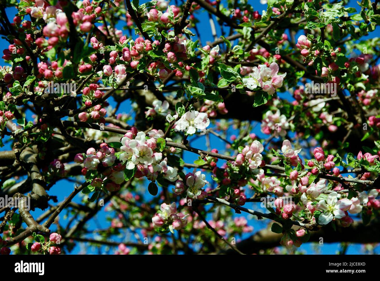 Branches of crab apple tree with pink buds and white blossom in spring