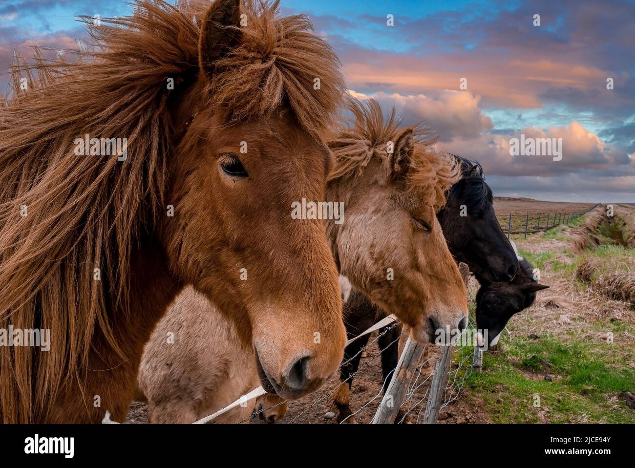 Close-up of Icelandic horses standing near fence against cloudy sky at sunset Stock Photo