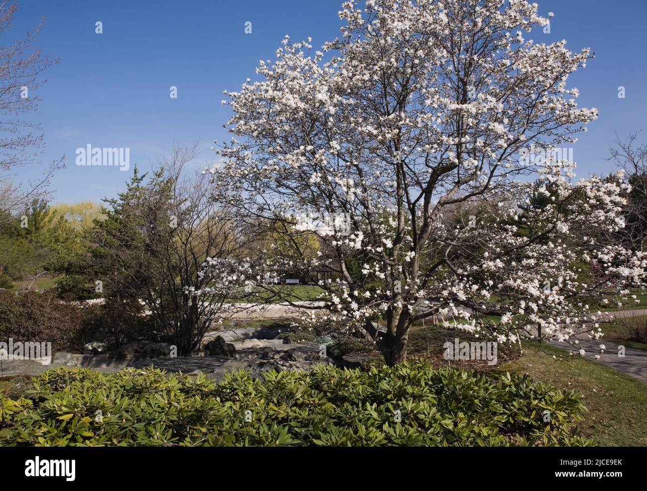 Magnolia loebneri tree in full bloom in Japanese garden in spring, Montreal Botanical Garden,Quebec,Canada. Stock Photo