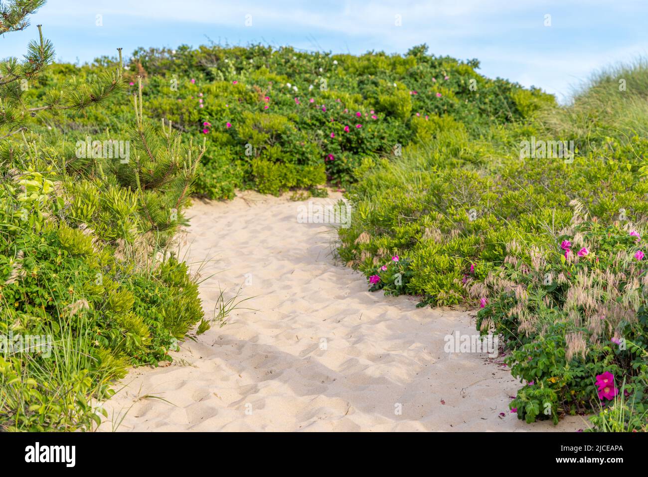 sandy path to the ocean beach, montauk, ny Stock Photo