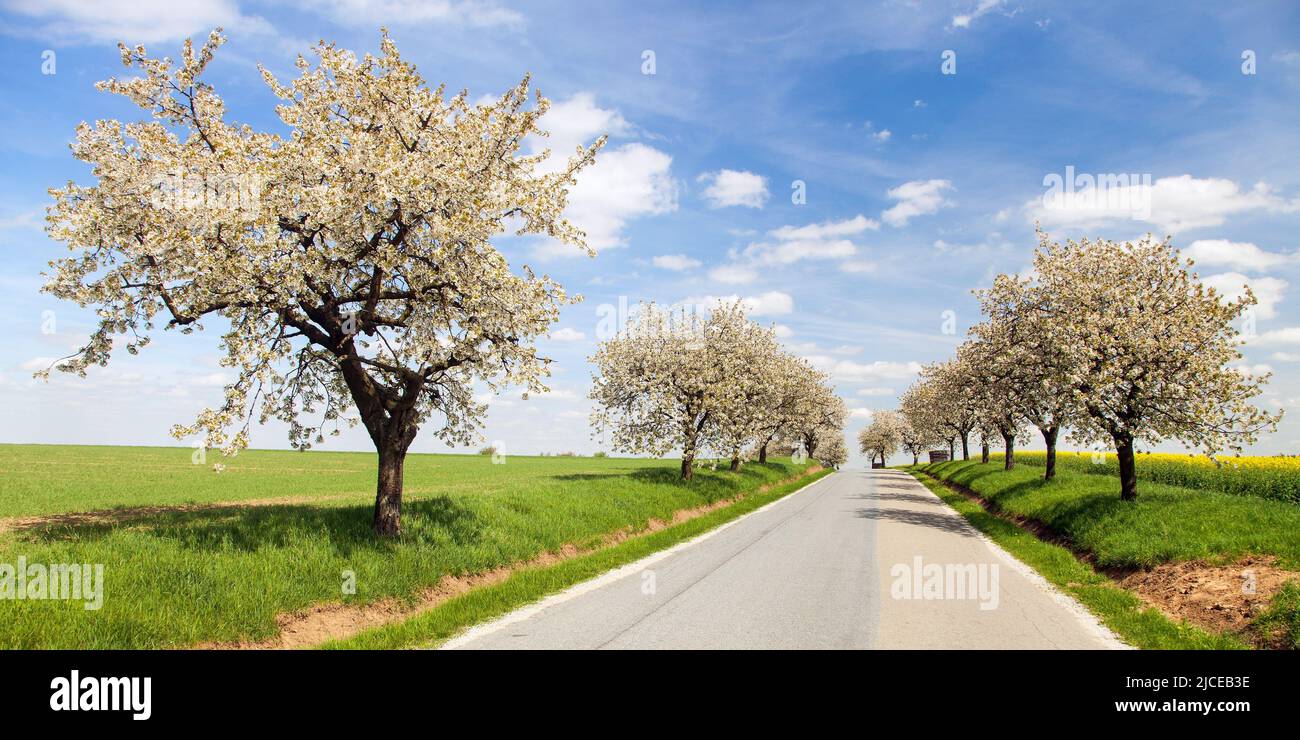 road and alley of flowering cherry trees in latin Prunus cerasus with beautiful sky. White colored flowering cherrytree Stock Photo