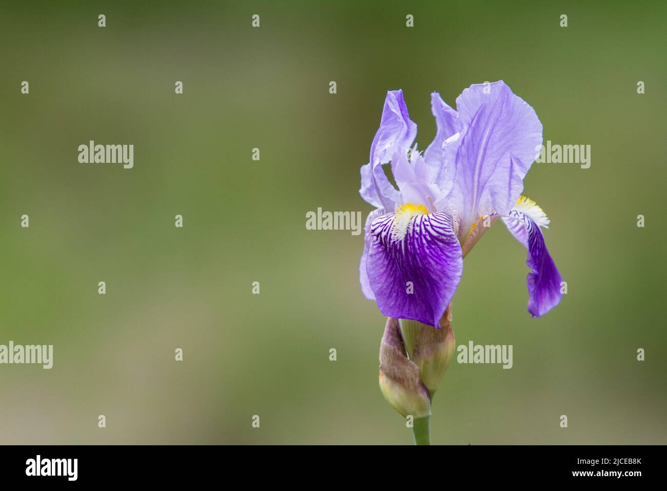 Purple and lavender Hybrid Bearded Iris in a late spring garden with a soft focus green background providing lots of copy space. Stock Photo