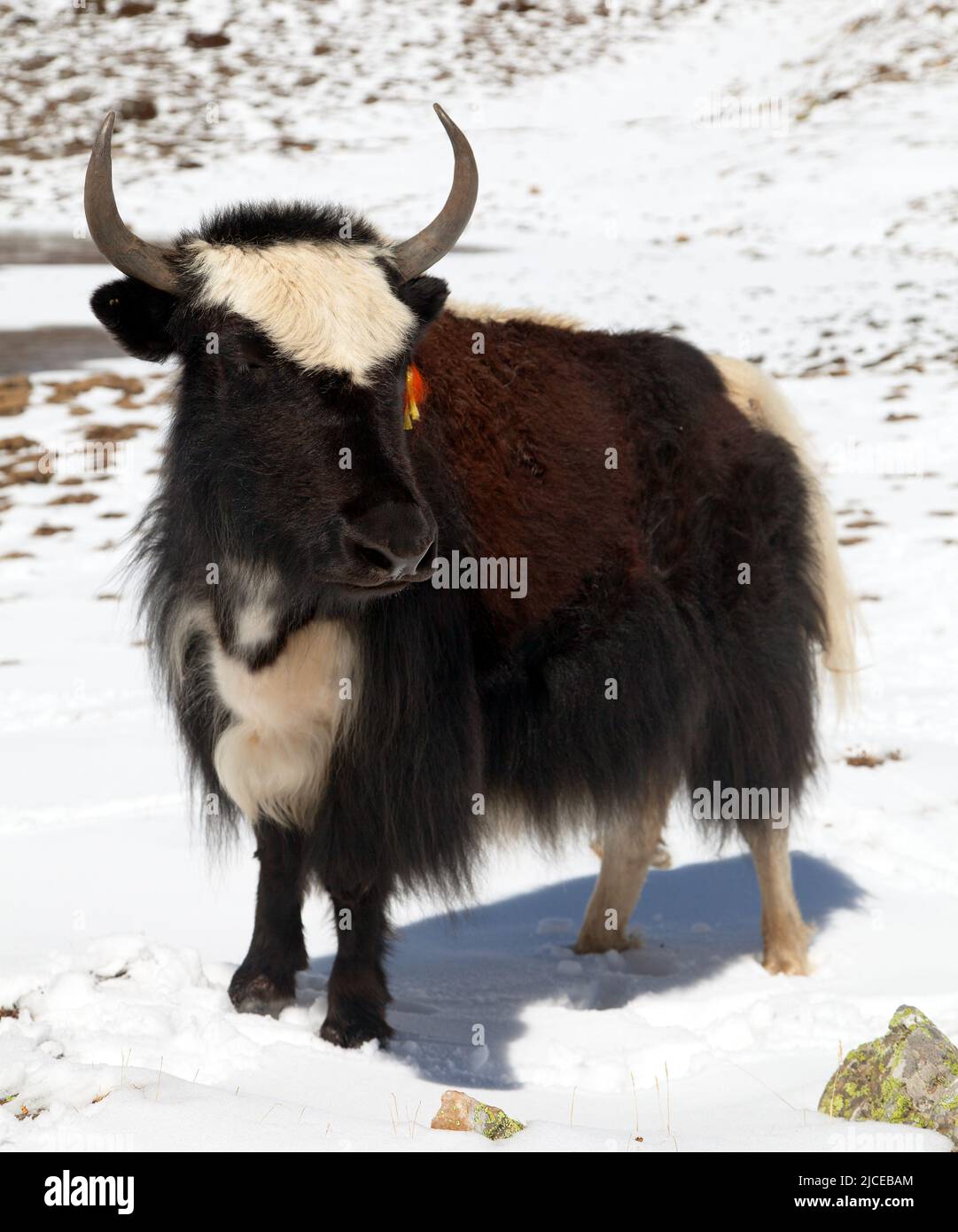 Black and white yak on snow background in Annapurna Area near Ice lake, Nepal Stock Photo