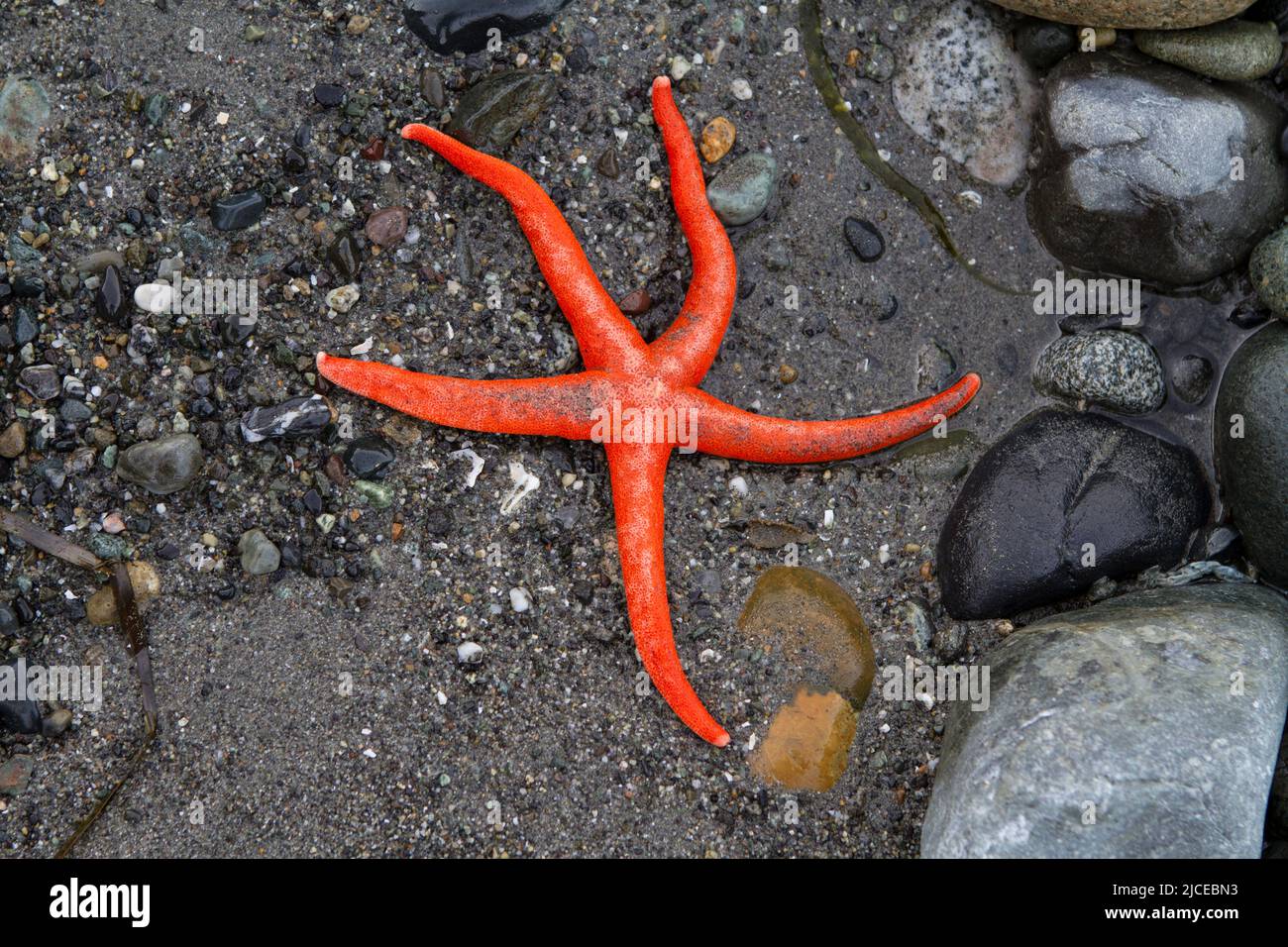Bright orange Blood Star (Henricia leviuscula) on a Pacific Northwest beach at low tide. Stock Photo