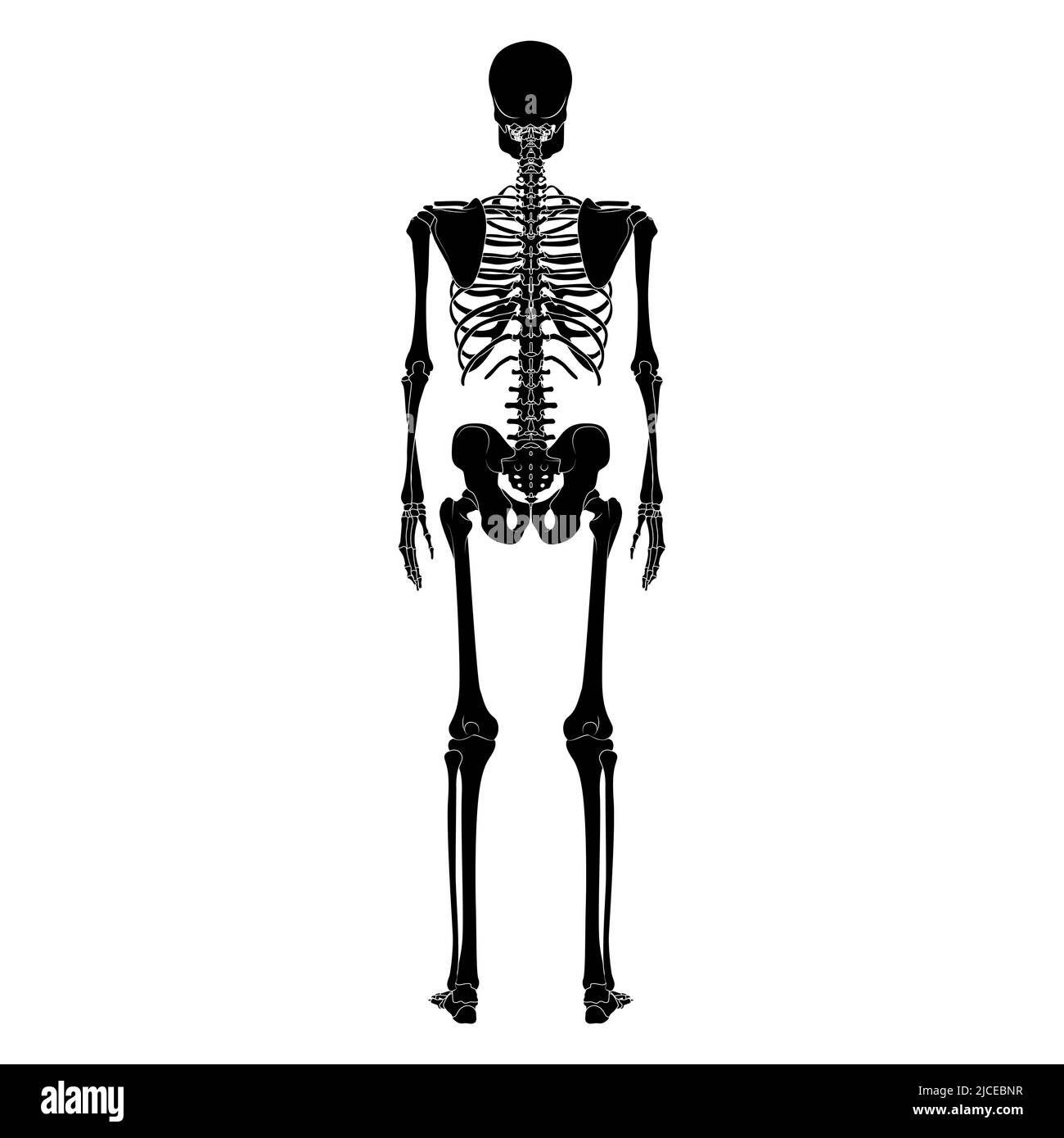 Skeleton Human silhouette body bones - hands, legs, chests, vertebra, pelvis, Thighs back Posterior dorsal view flat black color concept Vector illustration of anatomy isolated on white background Stock Vector