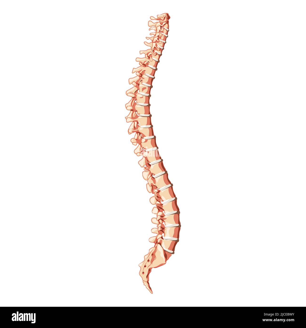 The human vertebral column spine anatomy side lateral with Intervertebral disc. Vector flat 3D realistic concept illustration in natural colors, spine isolated on white background. Stock Vector