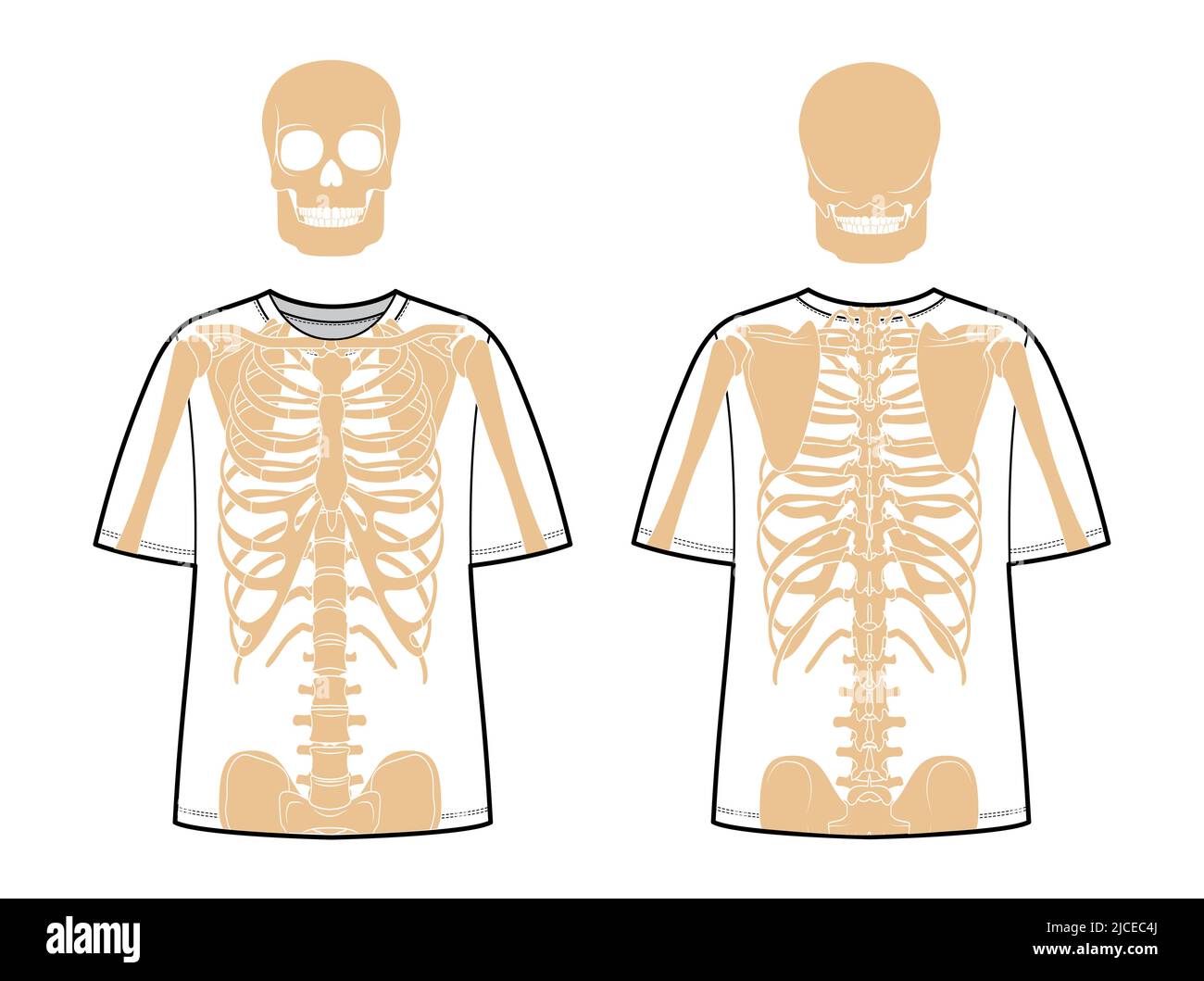 Set of Skeleton costume Human bones on t-shirts front back view men women, children for printing on clothes for Day of the dead flat beige natural color concept Vector illustration of anatomy isolated Stock Vector