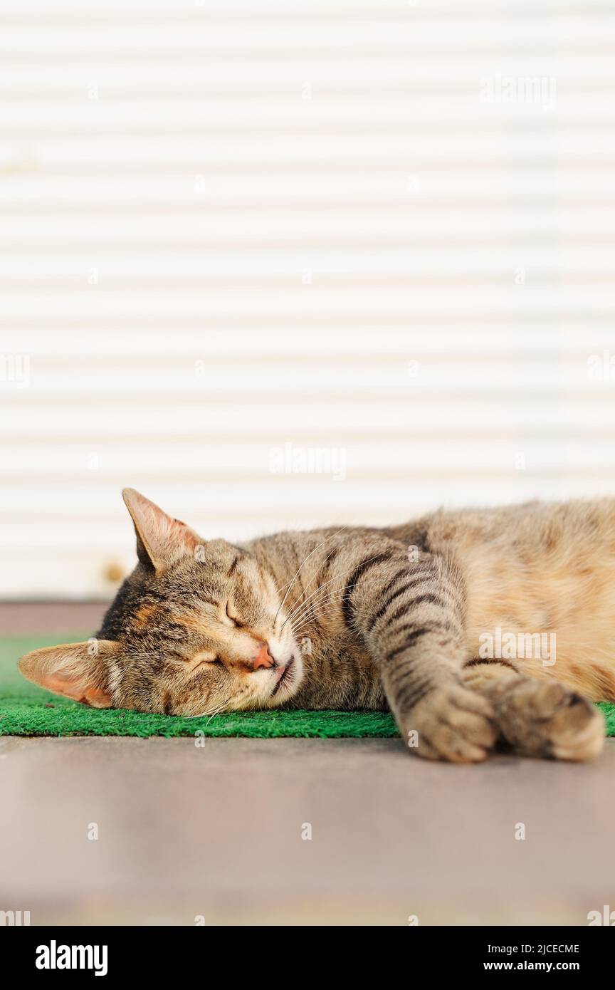 Stray sleeping tabby cat lying on green mat copyspace vertical Stock