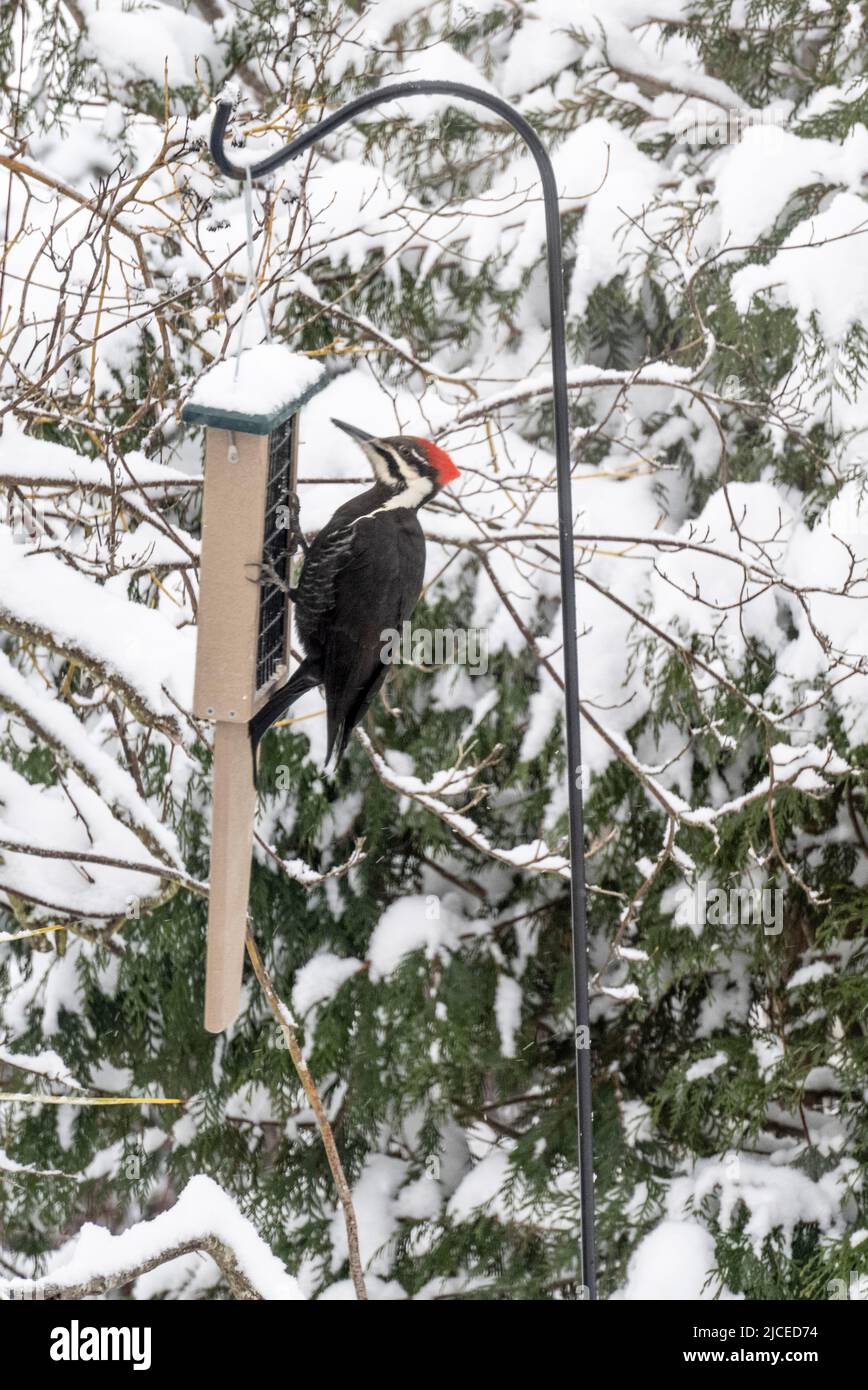 Pileated Woodpecker on a suet feeder on a snowy day Stock Photo