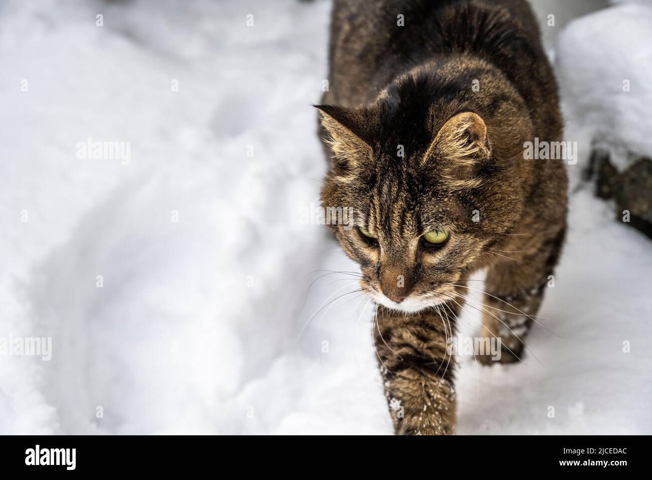 brown and black striped tabby cat walking in the snow Stock Photo