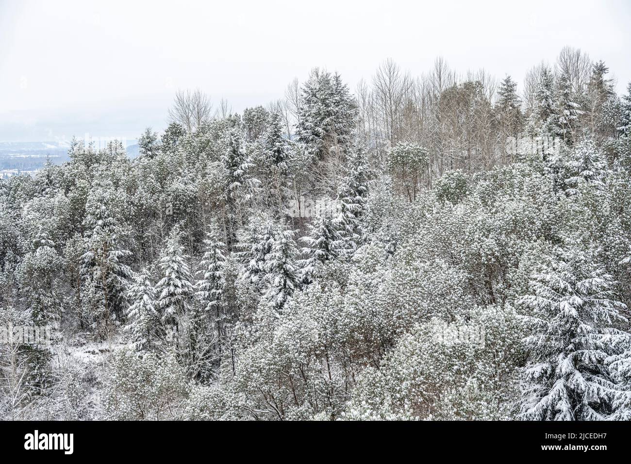 hillside with fir and madrone trees covered in snow Stock Photo