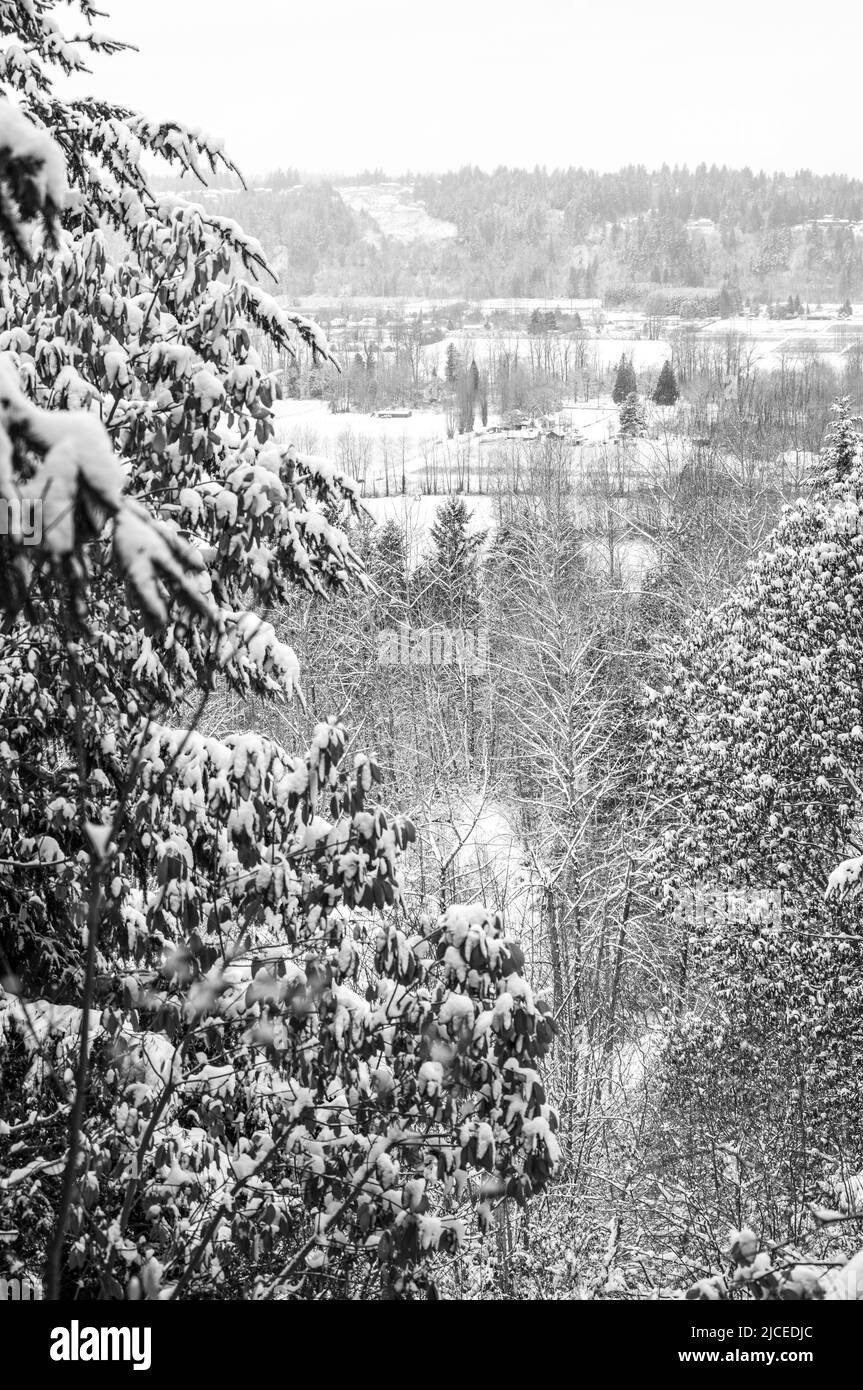 snow sceen with evergreen trees and valley in the distance Stock Photo