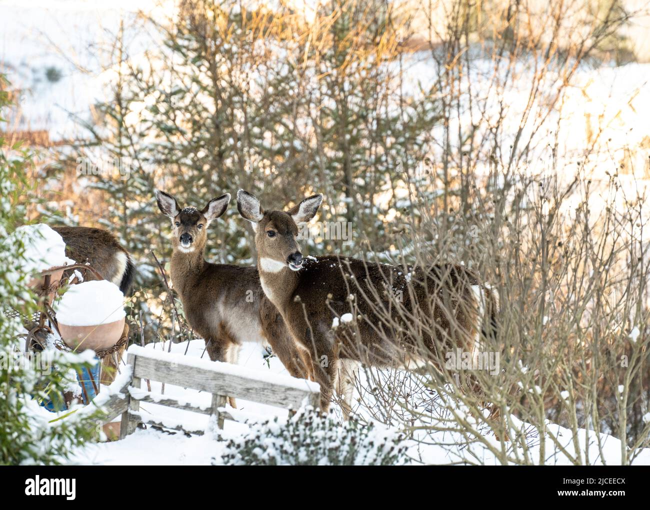 three black-tailed deer in a backyard on a snowy day Stock Photo