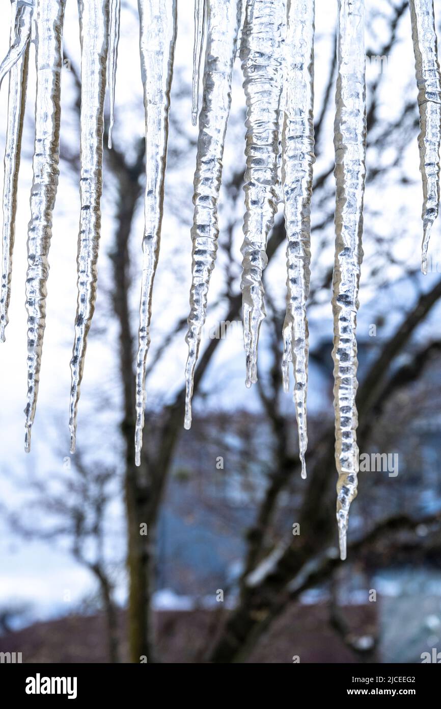 long icicles hanging from a roof with tree branches and home in the background Stock Photo