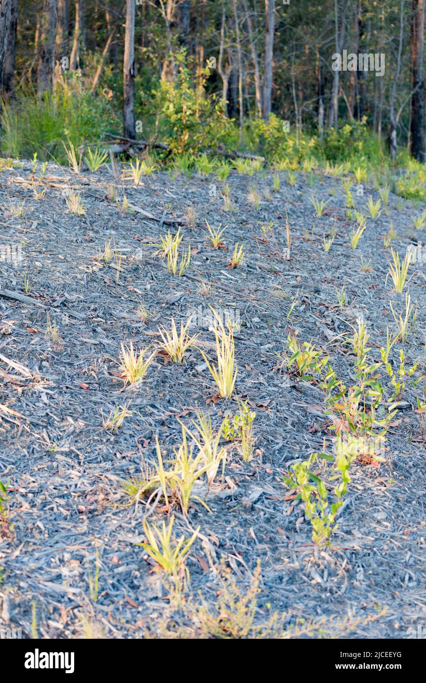 Land cleared of trees for a new residential development on the New South Wales South Coast is being covered in mulch and replanted with native grasses Stock Photo