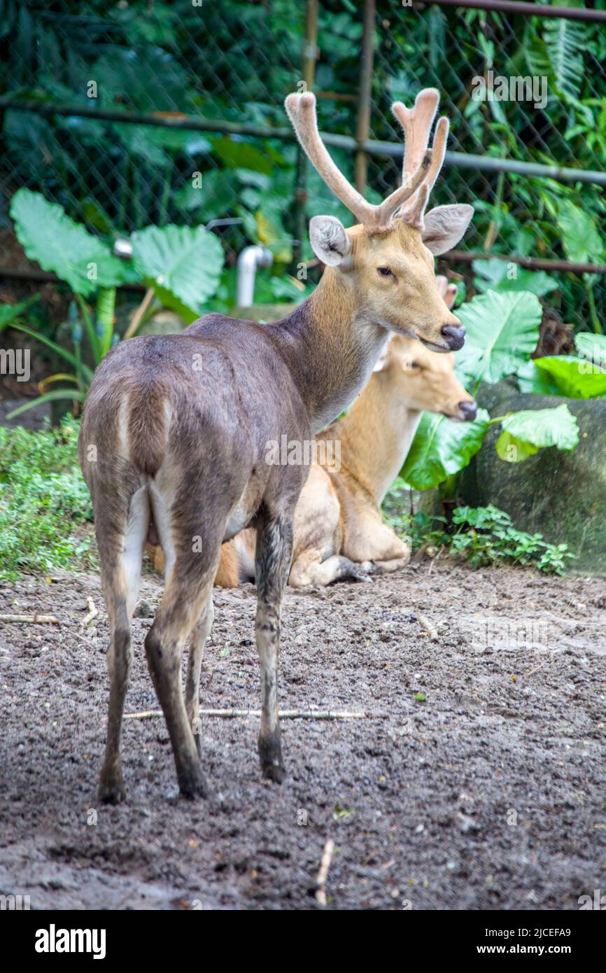 Rusa deer cervus timorensis hi-res stock photography and images - Alamy