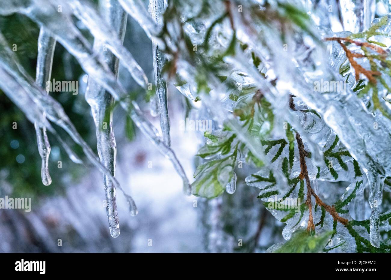icicles in an evergreen tree Stock Photo