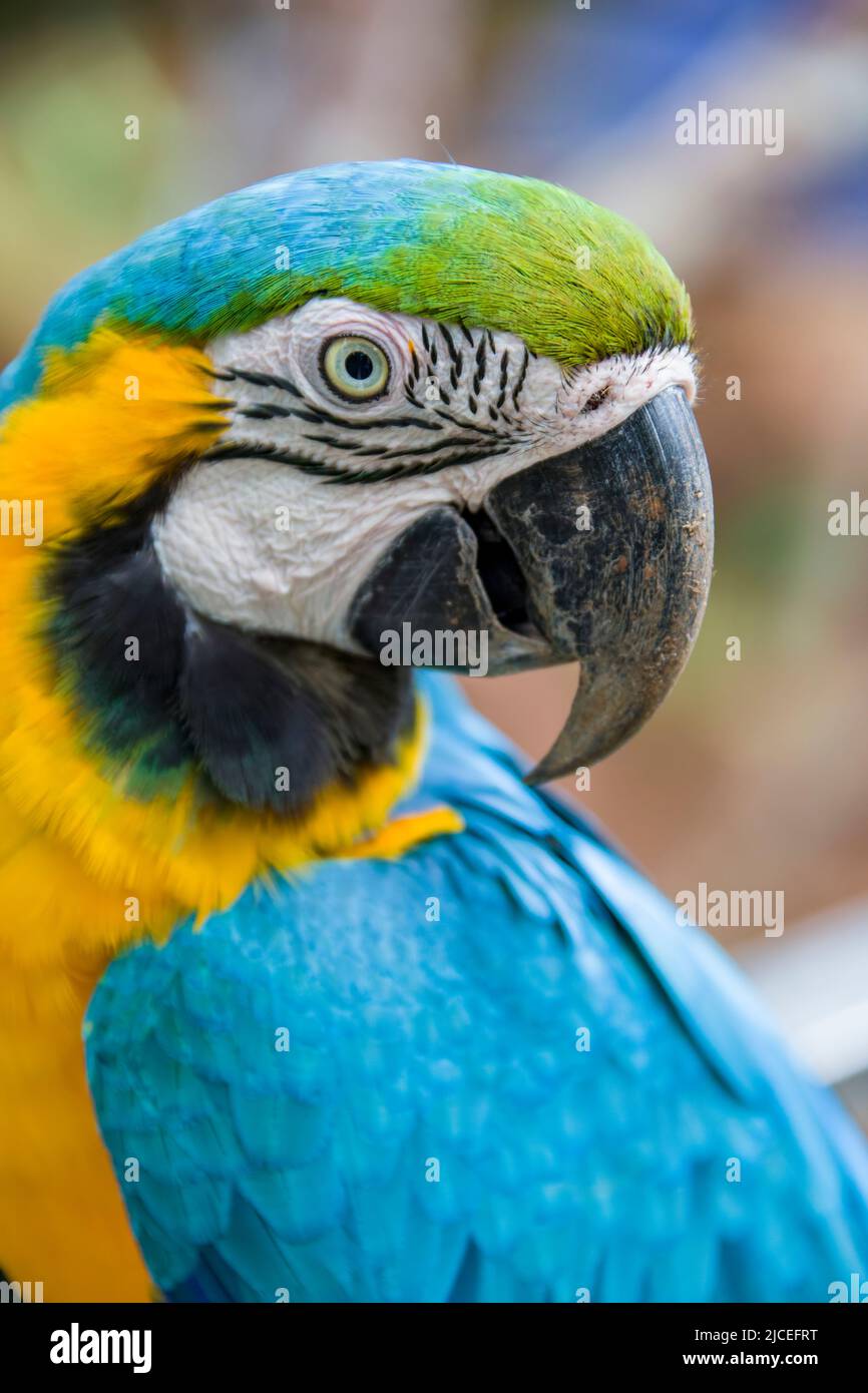 Blue parrot parts outlet