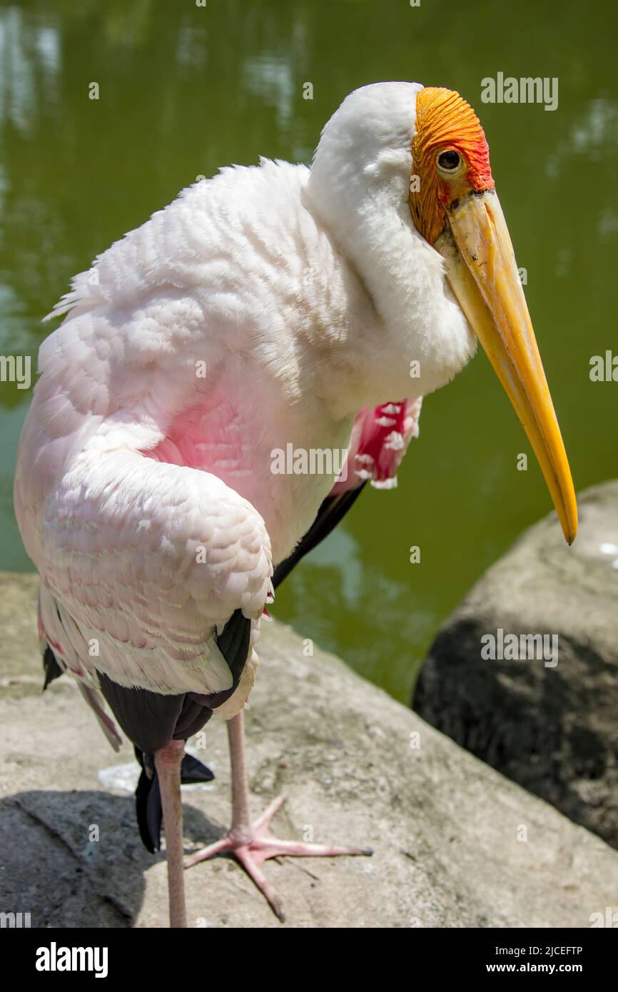 The yellow-billed stork (Mycteria ibis) is a large African wading stork species in the family Ciconiidae. Stock Photo